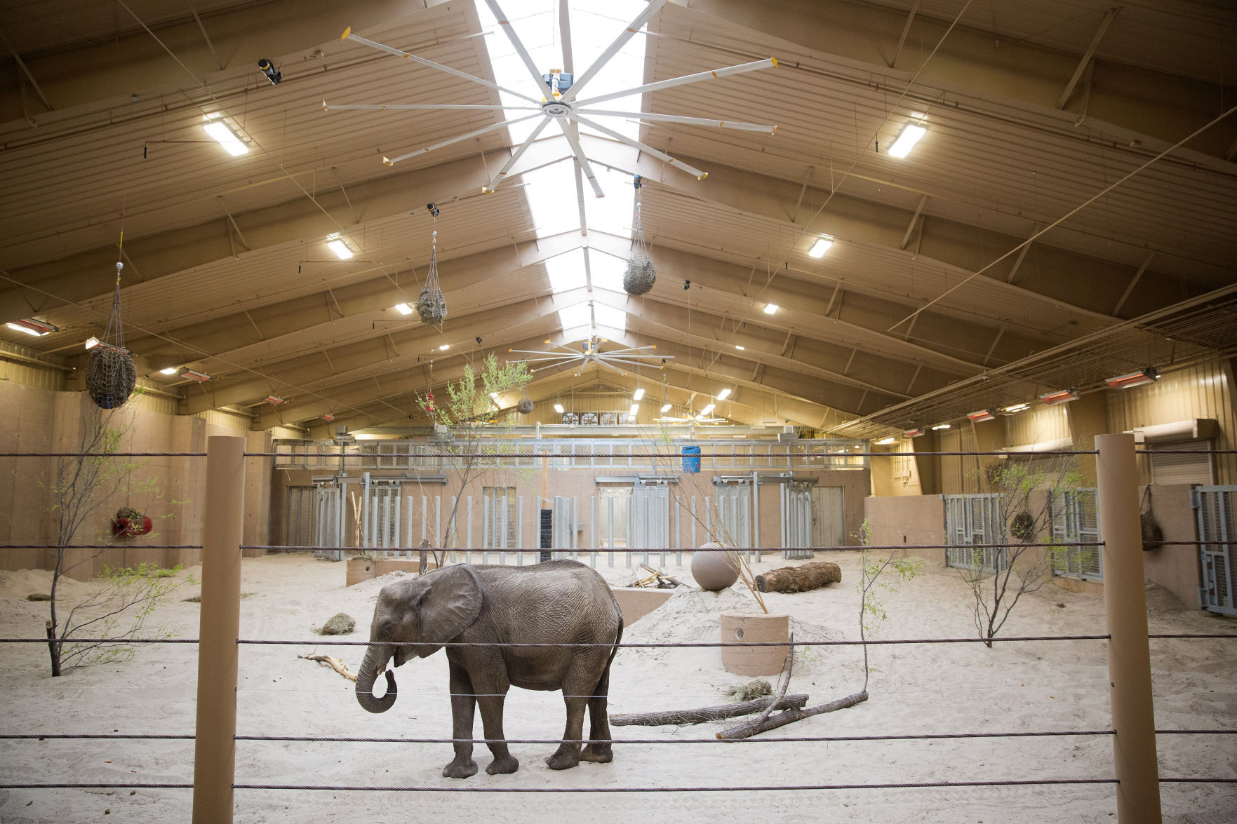 Omaha zoo elephants